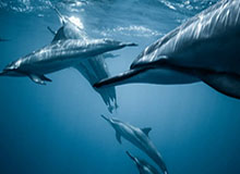 广东男篮晒全队为杜锋庆生视频&amp;amp;徐昕出镜，各位老哥想为杜指导送上什么祝福？